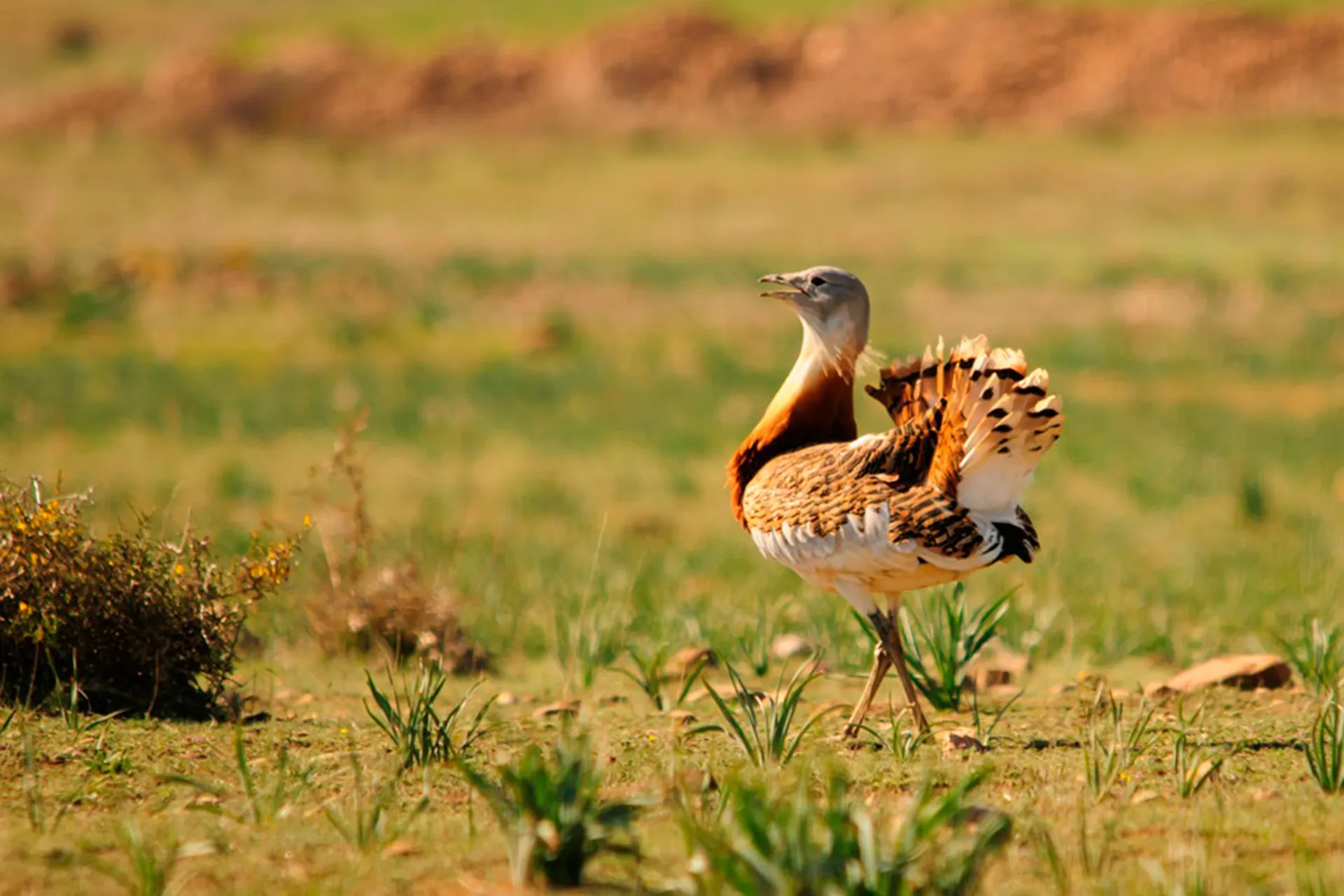 Birding — entorno de Casa del Aire